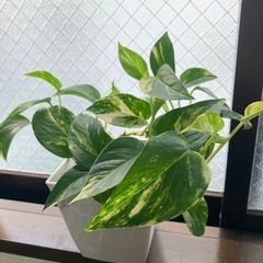 【観葉植物】ポトス🌱鉢付き