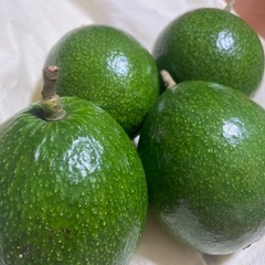 石垣島産無農薬アボカド　予約受付中の画像