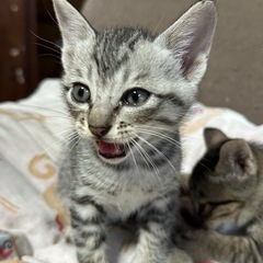 【お話し中】生後一ヶ月のサバトラ♂、キジトラ♂、キジトラ♀の兄妹🐱