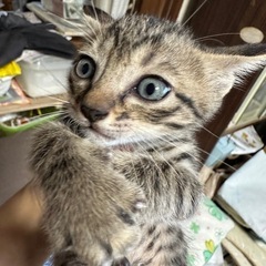 【お話し中】生後一ヶ月🐱サバトラ♂、キジトラ♂、キジトラ♀の可愛...
