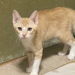 複数引き取り優先 子猫と親猫の譲渡先探してます