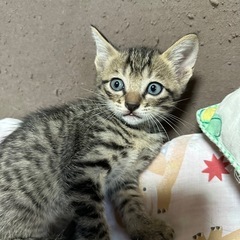 【お話し中】生後一ヶ月の可愛い兄妹🐱サバトラ♂、キジトラ♂、キジ...