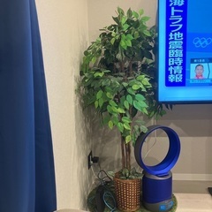 観葉植物（※水不要）
