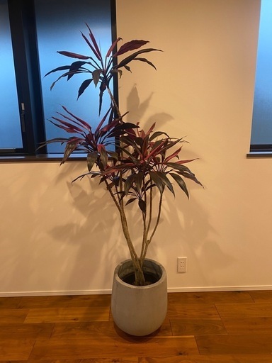 観葉植物