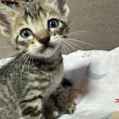 【お話し中】生後一ヶ月の可愛い兄妹🐱サバトラ♂、キジトラ♂、キジ...