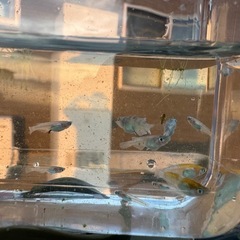 遊郭ラメメダカ