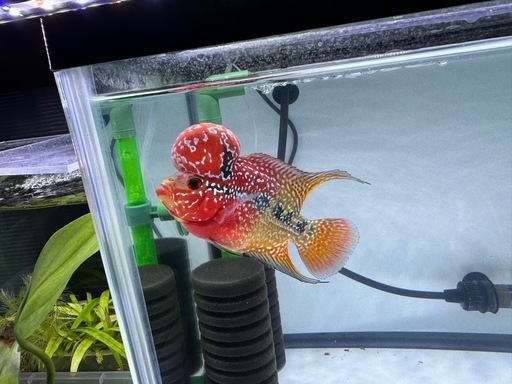 フラワーホーン