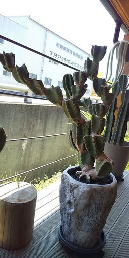 キメンカク　、トゲナシ 柱サボテン (鬼面角)
