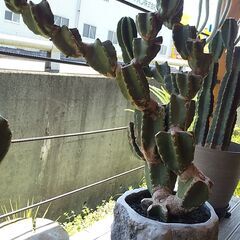キメンカク　、トゲナシ 柱サボテン (鬼面角)の画像
