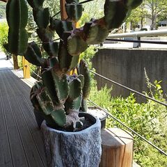 キメンカク　、トゲナシ 柱サボテン (鬼面角)の画像