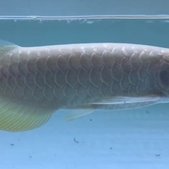 熱帯魚入荷予定
