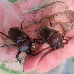 【当日渡し可能・350匹以上います】カブトムシ オス・メス  成...