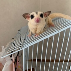 ホワイトテールモザイク　
