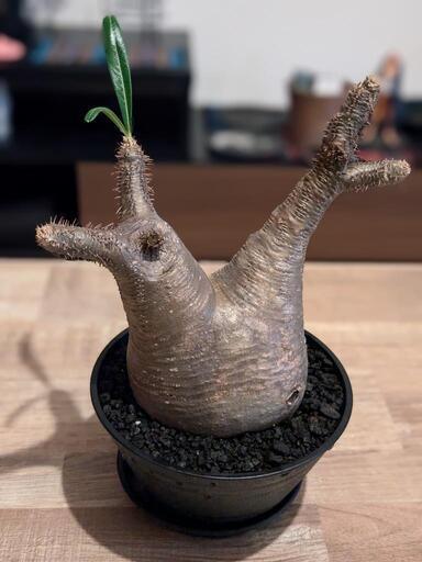 [26日終了]塊根植物グラキリス