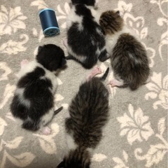 ☆8月5日生まれ8月8日撮影☆仔猫ちゃん4匹☆