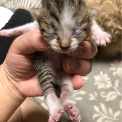 ☆8月5日生まれ8月8日撮影☆仔猫ちゃん4匹☆ − 千葉県