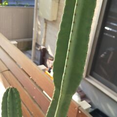 キメンカク　柱サボテン（鬼面角）の画像