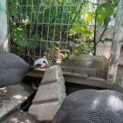 貴重！【ホロホロ鳥　有精卵　3個‼️】