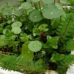 水草3種の画像