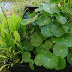 水草3種の画像