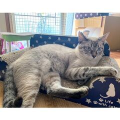 ★譲渡会あります★　シャムミックス柄です♪