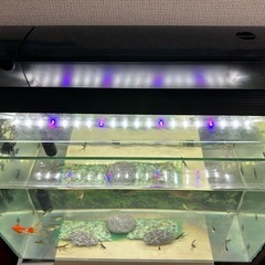 水槽のセットの画像