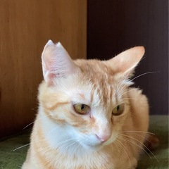 多頭飼育崩壊レスキュー　しっぽ　オス　1歳