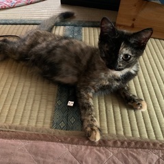 サビちゃん