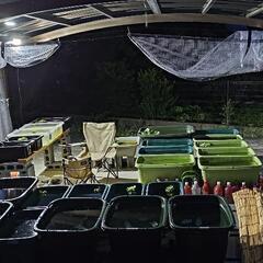 メダカ幼魚〜若魚　販売　200円／匹