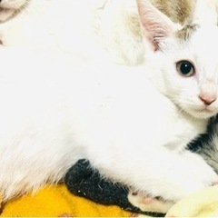 野良ちゃん親子を保護しました。