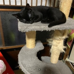 黒猫ちゃん