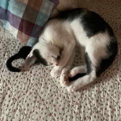 白黒ちゃん