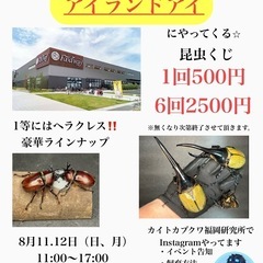 🌈出店情報🌈　カブトムシくじ
