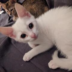 人懐っこい子猫達の里親募集 − 滋賀県