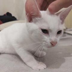 人懐っこい子猫達の里親募集 - 猫