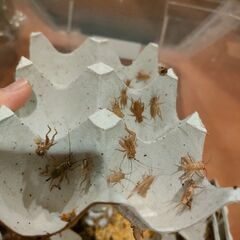 ヨーロッパイエコオロギ　デュビア　爬虫類の画像