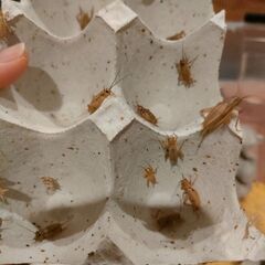ヨーロッパイエコオロギ　デュビア　爬虫類の画像