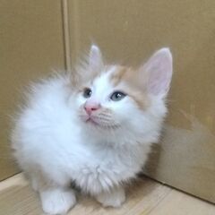 ３兄弟でトライアル中です！人懐こい茶白君５月９日生まれ　３か月齢 - 猫