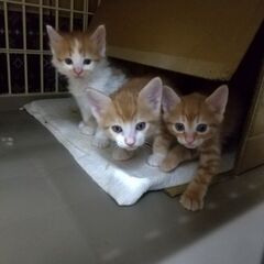 ３兄弟でトライアル中です！人懐こい茶白君５月９日生まれ　３か月齢 − 神奈川県