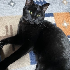 黒猫ちゃんの里親募集です - 甲賀市