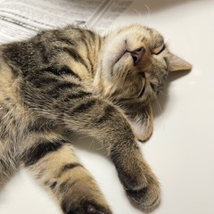 キジトラ(オス)の里親様募集中です🐱