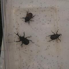 カブトムシ クワガタムシ 国産