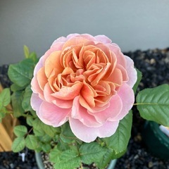 薔薇大苗
