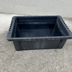 メダカ（決まりました）