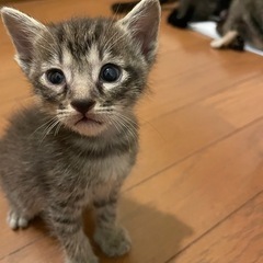 子猫（生後1ヶ月くらい）