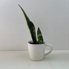 【成約済】【観葉植物】モンステラ・観葉植物鉢（1個）の画像