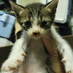 子猫の里親募集してます！