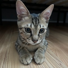 耳が大きくベンガルぽっい　オス　5ヶ月くらい