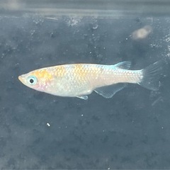 【メダカ】月華15匹の画像