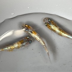 【メダカ】月華15匹の画像